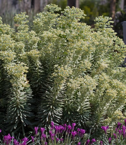 Euphorbia 'Silver Swan'